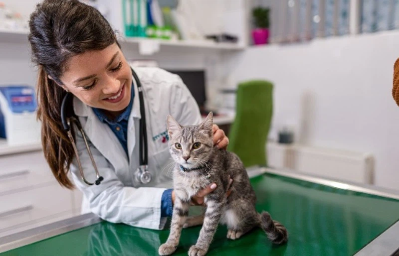 GS-441524 Dosage And Duration | Shaanxi BLOOM Tech Co., Ltd GS-441524 Dosage And Duration | Shaanxi BLOOM Tech Co., Ltd