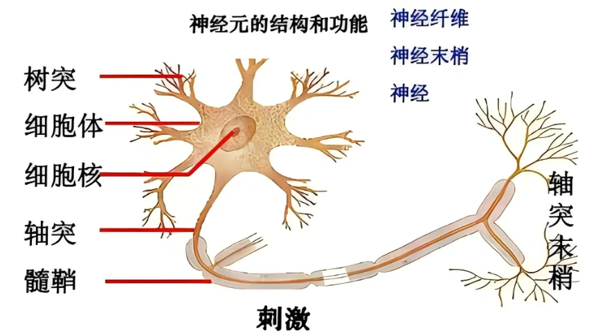 GS-441524 suppression | Shaanxi BLOOM Tech Co., Ltd GS-441524 suppression | Shaanxi BLOOM Tech Co., Ltd