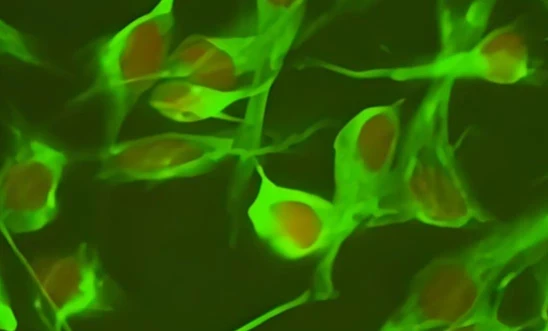 5-Amino-1MQ Enhancement | Kpeptide 5-Amino-1MQ Enhancement | Kpeptide