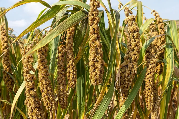 Isopropyl Myristate Liquid | Shaanxi Bloom Tech Isopropyl Myristate Liquid | Shaanxi Bloom Tech